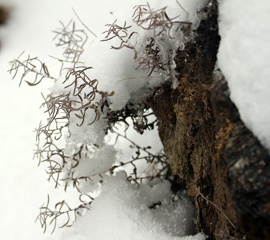 IMG_3177a1